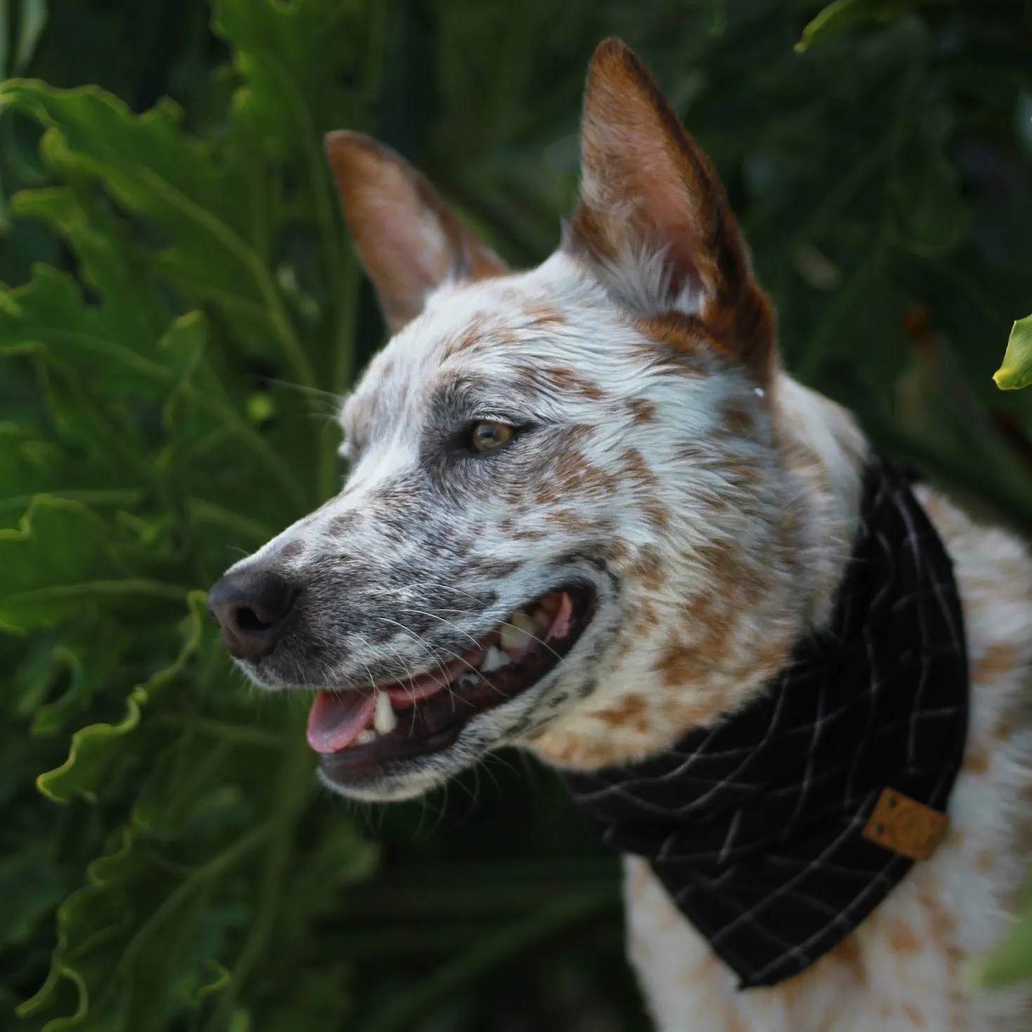 Black Dog Bandana (FINAL SALE)