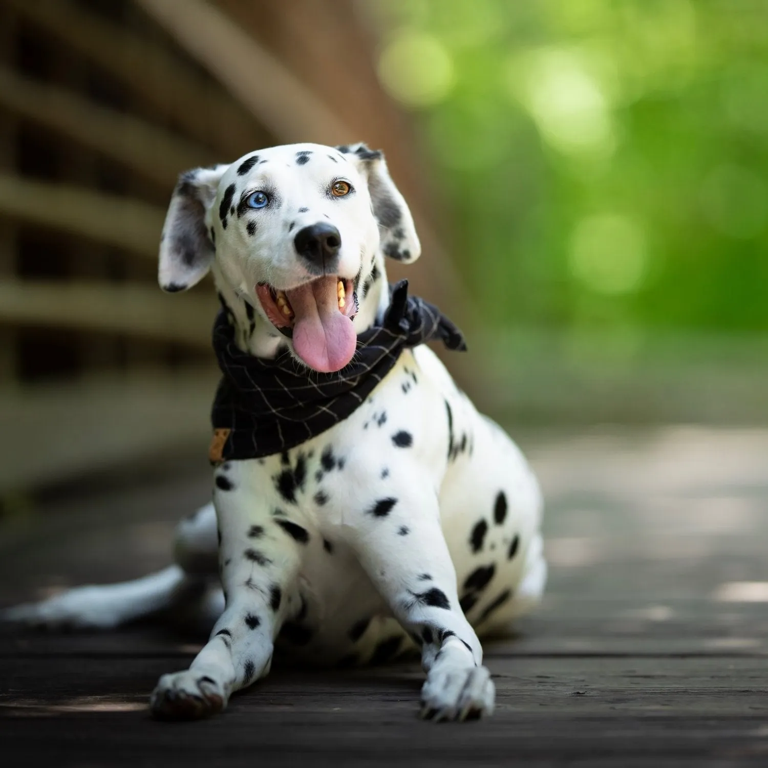 Black Dog Bandana (FINAL SALE)